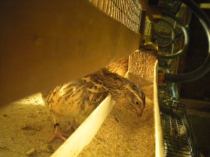 2013-10-09 - Mature Hen eating from Trough