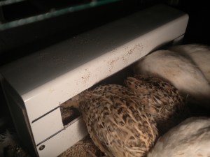 2013-10-09 - Young Quail Feeder