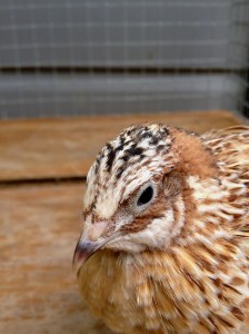 2013-10-24 - Italian Coturnix 1