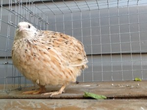 2013-10-24 - Italian Coturnix 19