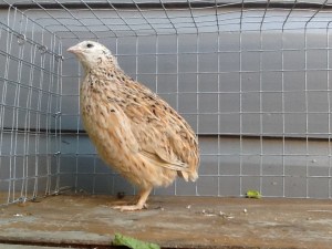 2013-10-24 - Italian Coturnix 22