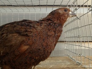 2013-10-24 - Tibetan Coturnix 14