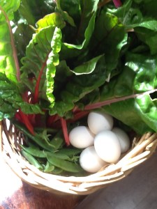 2013-11-05 - Today's Harvest