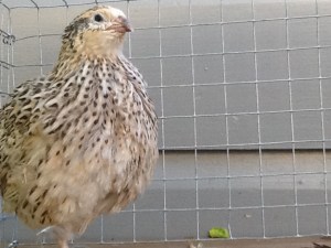 2013-10-24 - Italian Coturnix 9