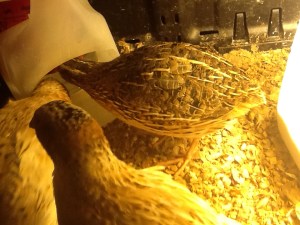 2014-01-06 - Adult Water Feeder 6