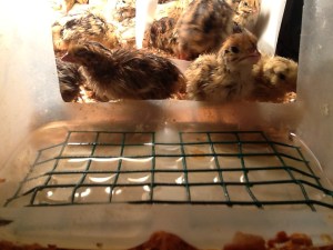 2014-01-06 - Juvinlile Water Feeder 2