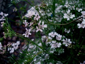 2014-01-20 - Parsley Flower