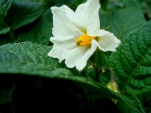 2014-01-20 - Potato Flower