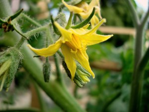 2014-01-20 - Tomato Flower