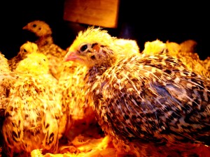 2007-01-03 - Italian Group of Babies