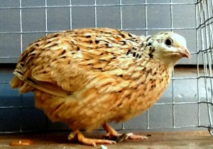 2013-10-24 - Italian Coturnix Female No 3