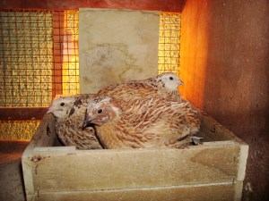 2014-01-21 - Inside Quails