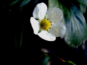 2014-02-09 - Strawberry