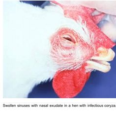 2014-02-15 - Infectious Coryza