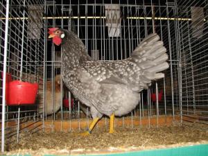 2014-02-18 - Blue Mottled Ancona