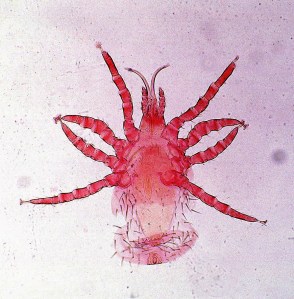 2014-02-24 - Fowl Mite