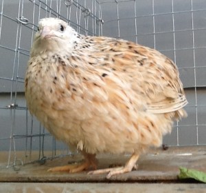 2013-10-24 - Italian Coturnix 19