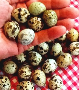 2014-02-16 - Hand with Eggs 1