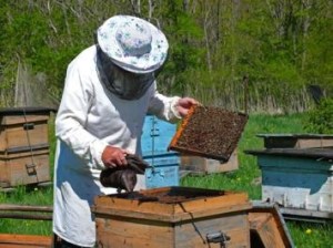 Bee keeping