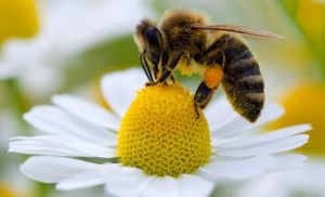2014-04-06 - Honey Bee