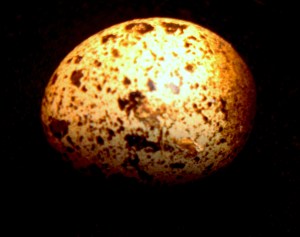 2014-04-24 - Egg by 33 day old hen