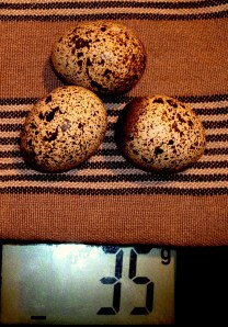 2014-04-26 - Eggs from No 33 - 2