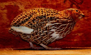 2014-04-26 - No 18 - 5