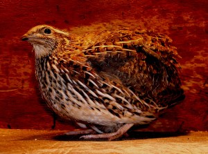 2014-04-26 - No 33 - 1