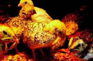 1 - 2014-01-30 - Coturnix Juvenile Group