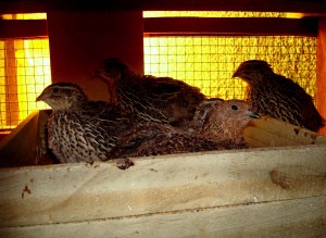 2014-01-21 - Happy Quails