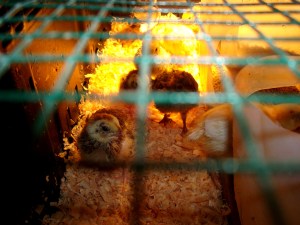 2014-05-05 - Brooding Quails 14