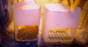 2014-05-05 - Brooding Quails 3 B