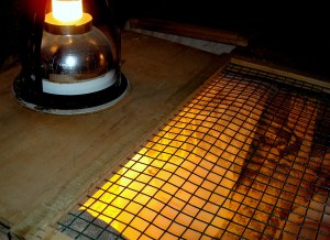 2014-05-05 - Brooding Quails 5