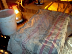 2014-05-05 - Brooding Quails 7