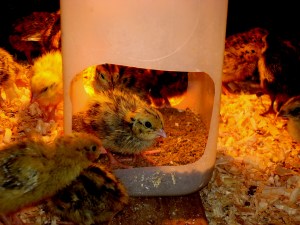 2014-05-25 - Feed Access