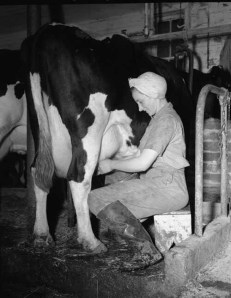 2014-05-30 - Milk Cow