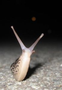 2014-08-28 - Slug