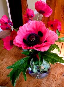 2014-12-29 - Poppy 1