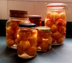 2015-01-26 - Dronk Appelkose