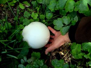 2015-03-11- Puff Ball 1