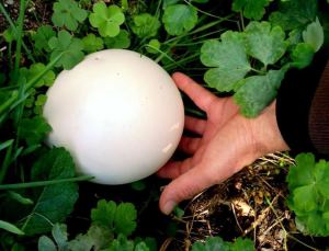 2015-03-11- Puff Ball 1