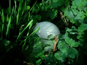 2015-03-11- Puff Ball 4