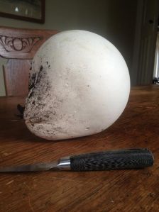 2015-03-17 - Puff Ball Picked 5