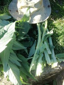 2015-03-20 - Feed Mixing Plant - Wonderful Cardoon - 1