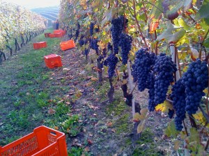 2015-05-03 - Italian Wine Grapes