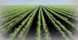 2015-07-08 - Farm  Field