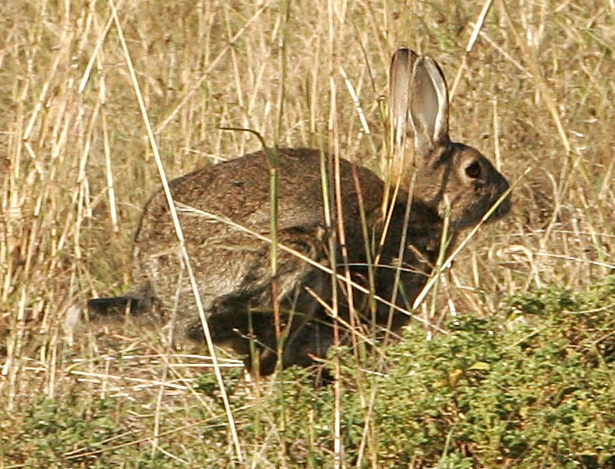 2017-10-03 - Wild Rabbit