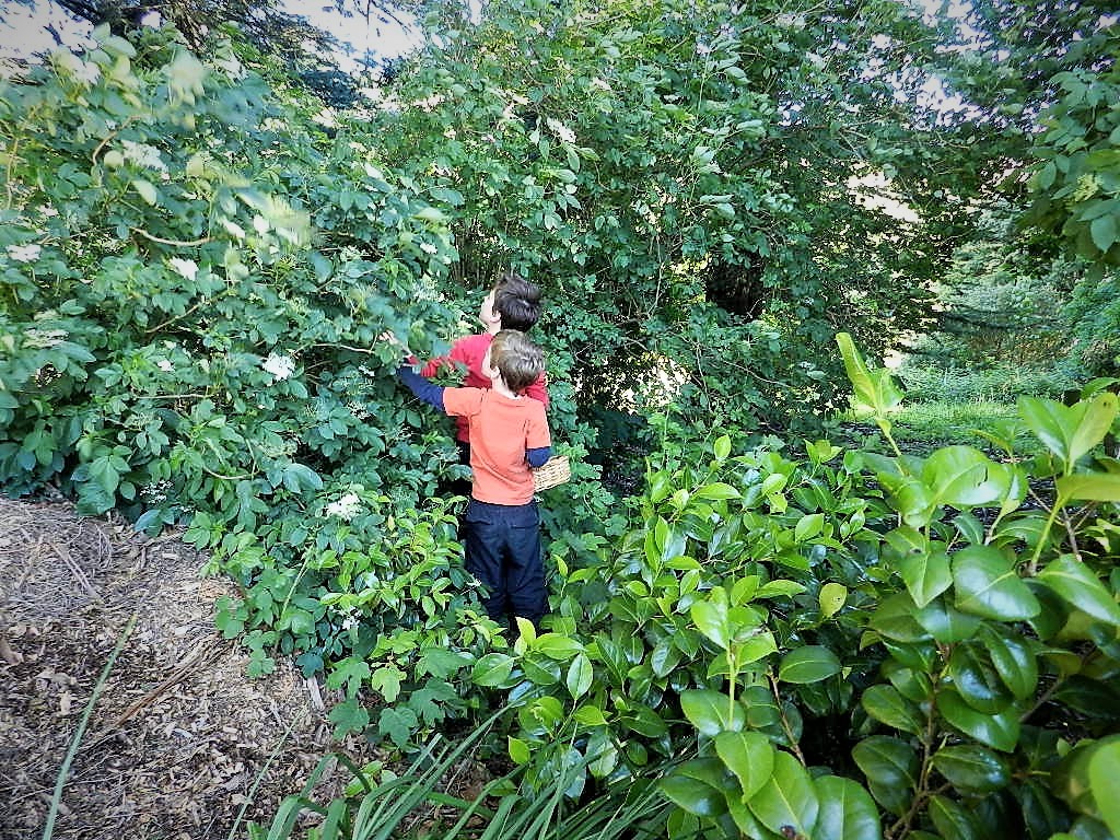 2018-12-24 - Elderberry Harvesting Team